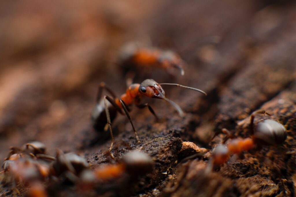 Fire ants